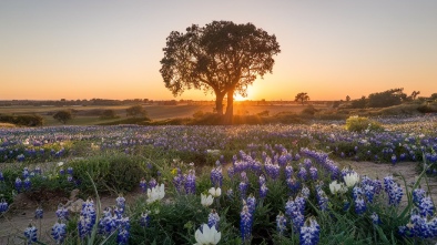 the flower fields at carlsbad ranch