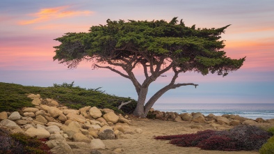 torrey pines state natural reserve